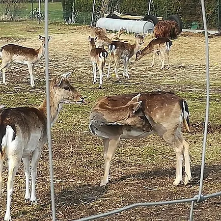 Σπίτι διακοπών Mala Chorwacja *